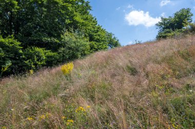 Bulgaristan 'ın Pernik Bölgesi, Kamenititsa zirvesi yakınlarındaki Erul dağının yaz manzarası