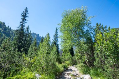 Amazing Summer landscape of Rila Mountain near Malyovitsa hut, Bulgaria