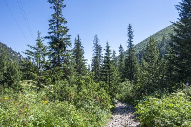 Amazing Summer landscape of Rila Mountain near Malyovitsa hut, Bulgaria