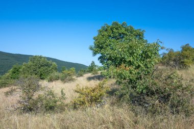 Rudina Dağı, Pernik Bölgesi, Bulgaristan 'ın İnanılmaz Yaz Manzarası