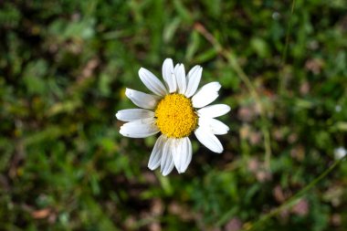 Bulgaristan 'ın Pernik Bölgesi, Kamenititsa zirvesi yakınlarındaki Erul dağının yaz manzarası