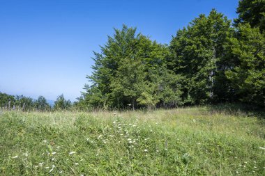 Bulgaristan 'ın Pernik Bölgesi, Kamenititsa zirvesi yakınlarındaki Erul dağının yaz manzarası