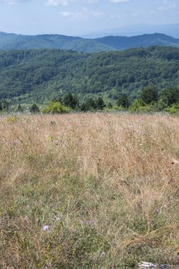 Bulgaristan 'ın Pernik Bölgesi, Kamenititsa zirvesi yakınlarındaki Erul dağının yaz manzarası