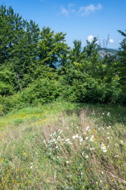 Bulgaristan 'ın Pernik Bölgesi, Kamenititsa zirvesi yakınlarındaki Erul dağının yaz manzarası
