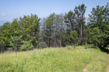 Bulgaristan 'ın Pernik Bölgesi, Kamenititsa zirvesi yakınlarındaki Erul dağının yaz manzarası