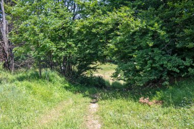 Bulgaristan 'ın Pernik Bölgesi, Kamenititsa zirvesi yakınlarındaki Erul dağının yaz manzarası