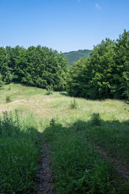 Bulgaristan 'ın Pernik Bölgesi, Kamenititsa zirvesi yakınlarındaki Erul dağının yaz manzarası