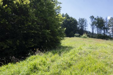 Bulgaristan 'ın Pernik Bölgesi, Kamenititsa zirvesi yakınlarındaki Erul dağının yaz manzarası