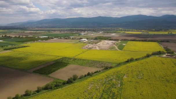 Vue Aérienne Champ Colza Fleurs Près Village Kostievo Région Plovdiv — Video