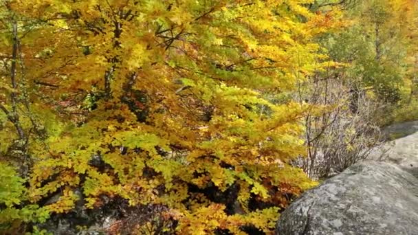 ブルガリアのヴィトシャ山の素晴らしい秋の景色 — ストック動画