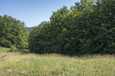 Bulgaristan 'ın Pernik Bölgesi, Kamenititsa zirvesi yakınlarındaki Erul dağının yaz manzarası