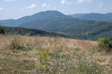 Bulgaristan 'ın Pernik Bölgesi, Kamenititsa zirvesi yakınlarındaki Erul dağının yaz manzarası