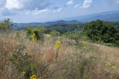 Bulgaristan 'ın Pernik Bölgesi, Kamenititsa zirvesi yakınlarındaki Erul dağının yaz manzarası