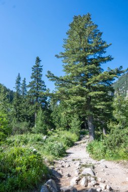 Amazing Summer landscape of Rila Mountain near Malyovitsa hut, Bulgaria