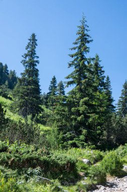 Amazing Summer landscape of Rila Mountain near Malyovitsa hut, Bulgaria