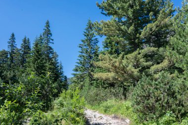Amazing Summer landscape of Rila Mountain near Malyovitsa hut, Bulgaria