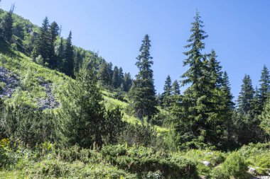Amazing Summer landscape of Rila Mountain near Malyovitsa hut, Bulgaria