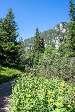 Amazing Summer landscape of Rila Mountain near Malyovitsa hut, Bulgaria