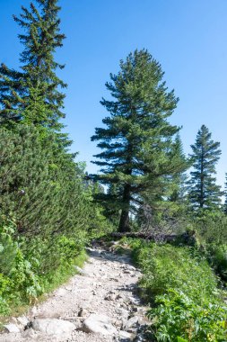 Amazing Summer landscape of Rila Mountain near Malyovitsa hut, Bulgaria
