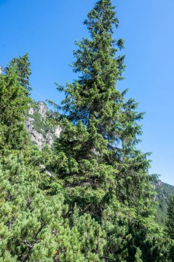 Amazing Summer landscape of Rila Mountain near Malyovitsa hut, Bulgaria