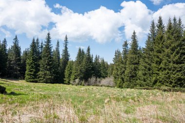 Bulgaristan 'ın Sofya Şehir Bölgesi Vitosha Dağı' ndaki Konyarnika bölgesinin bahar manzarası