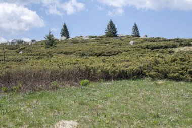 Bulgaristan 'ın Sofya Şehir Bölgesi Vitosha Dağı' ndaki Konyarnika bölgesinin bahar manzarası