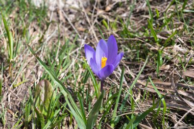 Bulgaristan 'ın Sofya Şehir Bölgesi Vitosha Dağı' ndaki Konyarnika bölgesinin bahar manzarası
