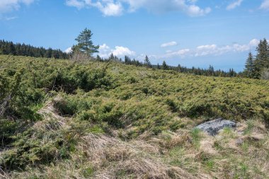 Bulgaristan 'ın Sofya Şehir Bölgesi Vitosha Dağı' ndaki Konyarnika bölgesinin bahar manzarası