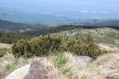 Bulgaristan 'ın Sofya Şehir Bölgesi Vitosha Dağı' ndaki Konyarnika bölgesinin bahar manzarası