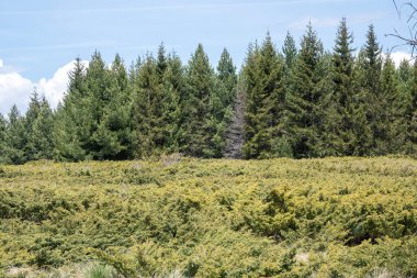 Bulgaristan 'ın Sofya Şehir Bölgesi Vitosha Dağı' ndaki Konyarnika bölgesinin bahar manzarası