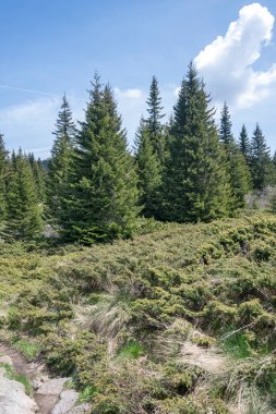 Bulgaristan 'ın Sofya Şehir Bölgesi Vitosha Dağı' ndaki Konyarnika bölgesinin bahar manzarası