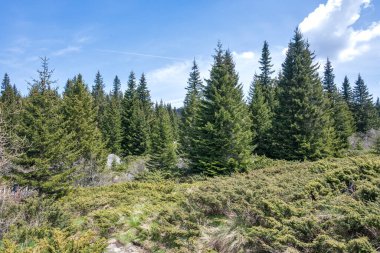 Bulgaristan 'ın Sofya Şehir Bölgesi Vitosha Dağı' ndaki Konyarnika bölgesinin bahar manzarası