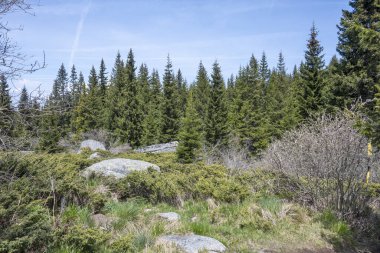 Bulgaristan 'ın Sofya Şehir Bölgesi Vitosha Dağı' ndaki Konyarnika bölgesinin bahar manzarası