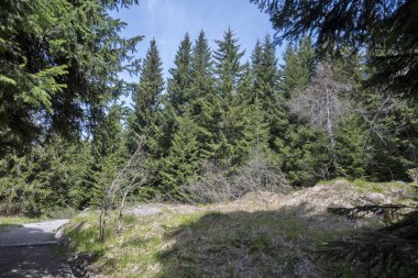 Bulgaristan 'ın Sofya Şehir Bölgesi Vitosha Dağı' ndaki Konyarnika bölgesinin bahar manzarası