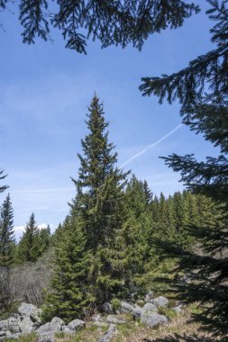 Bulgaristan 'ın Sofya Şehir Bölgesi Vitosha Dağı' ndaki Konyarnika bölgesinin bahar manzarası