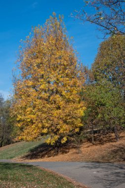 Bulgaristan 'ın Sofya kentindeki South Park' ın şaşırtıcı sonbahar manzarası