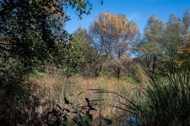 Bulgaristan 'ın Sofya kentindeki South Park' ın şaşırtıcı sonbahar manzarası