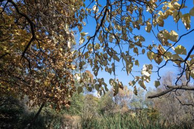 Bulgaristan 'ın Sofya kentindeki South Park' ın şaşırtıcı sonbahar manzarası