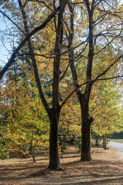 Удивительный Осенний Вид Южный Парк Городе София Болгария Лицензионные Стоковые Фото