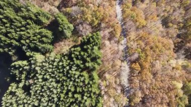 Bulgaristan 'ın Vitosha Dağı' nın İnanılmaz Sonbaharı