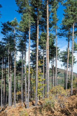 Belintash 'ın sonbahar manzarası - Bulgaristan' ın Rodop Dağlarındaki tanrı Sabazios 'a adanmış antik tapınak
