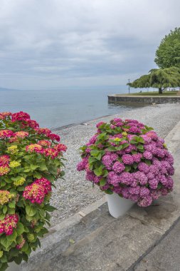 Vevey kasabasından Cenevre Gölü 'ne, Vaud Kantonu, İsviçre
