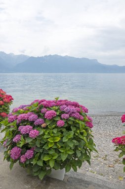 Vevey kasabasından Cenevre Gölü 'ne, Vaud Kantonu, İsviçre