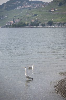 Vevey kasabasından Cenevre Gölü 'ne, Vaud Kantonu, İsviçre