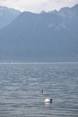 Vevey kasabasından Cenevre Gölü 'ne, Vaud Kantonu, İsviçre