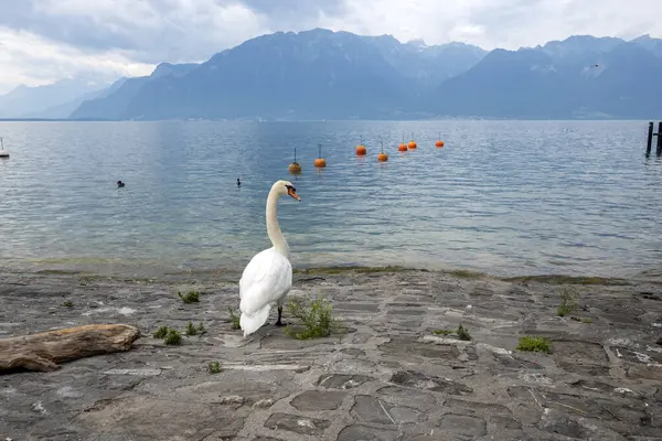 Summer Panorama from town of Vevey to Lake Geneva, Canton of Vaud, Switzerland