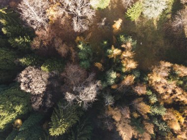 Bulgaristan 'ın Kyustendil bölgesindeki Bogoslov köyü yakınlarındaki Eski Sequoia ormanlarının hava manzarası