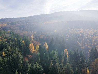 Bulgaristan 'ın Kyustendil bölgesindeki Bogoslov köyü yakınlarındaki Eski Sequoia ormanlarının hava manzarası