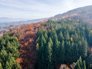 Bulgaristan 'ın Kyustendil bölgesindeki Bogoslov köyü yakınlarındaki Eski Sequoia ormanlarının hava manzarası