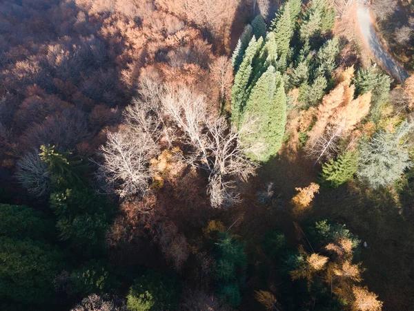 Bulgaristan 'ın Kyustendil bölgesindeki Bogoslov köyü yakınlarındaki Eski Sequoia ormanlarının hava manzarası